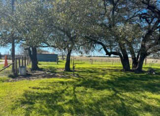 Serene 40 Acres in Central Texas
