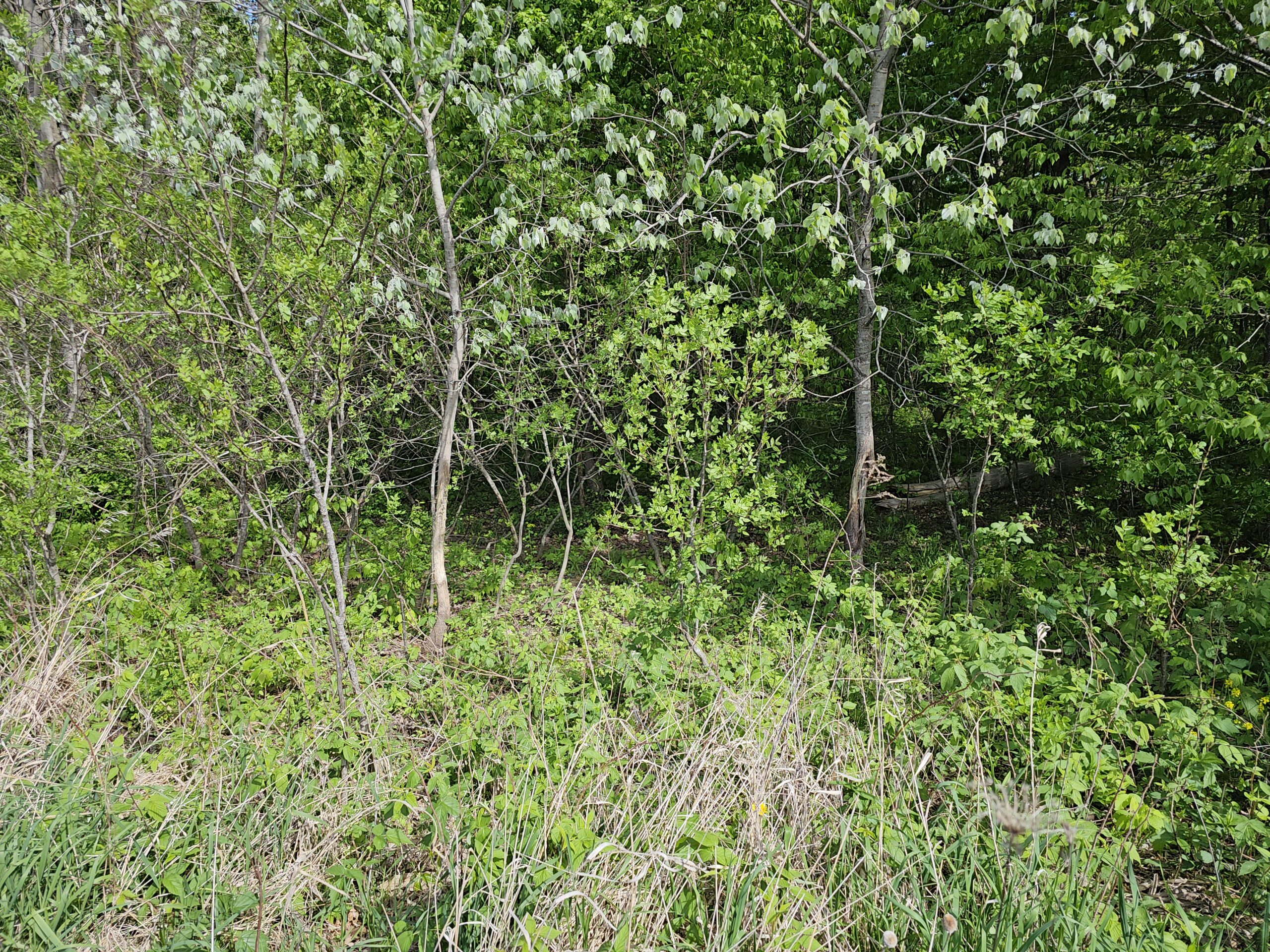 65-acre trophy whitetail and turkey hotspot