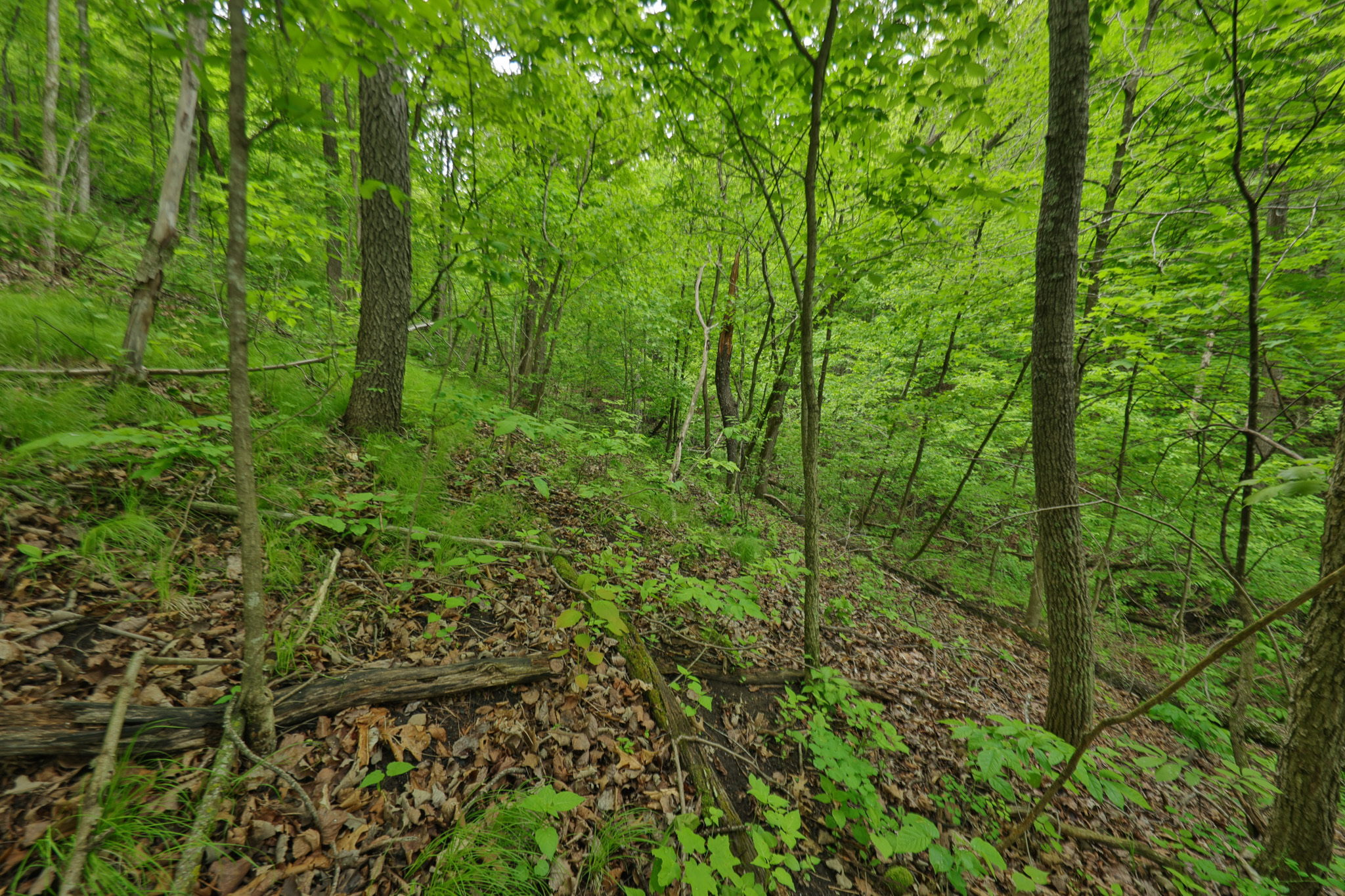 Rustic Cabin in the Woods for Sale in Vernon County, Wisconsin