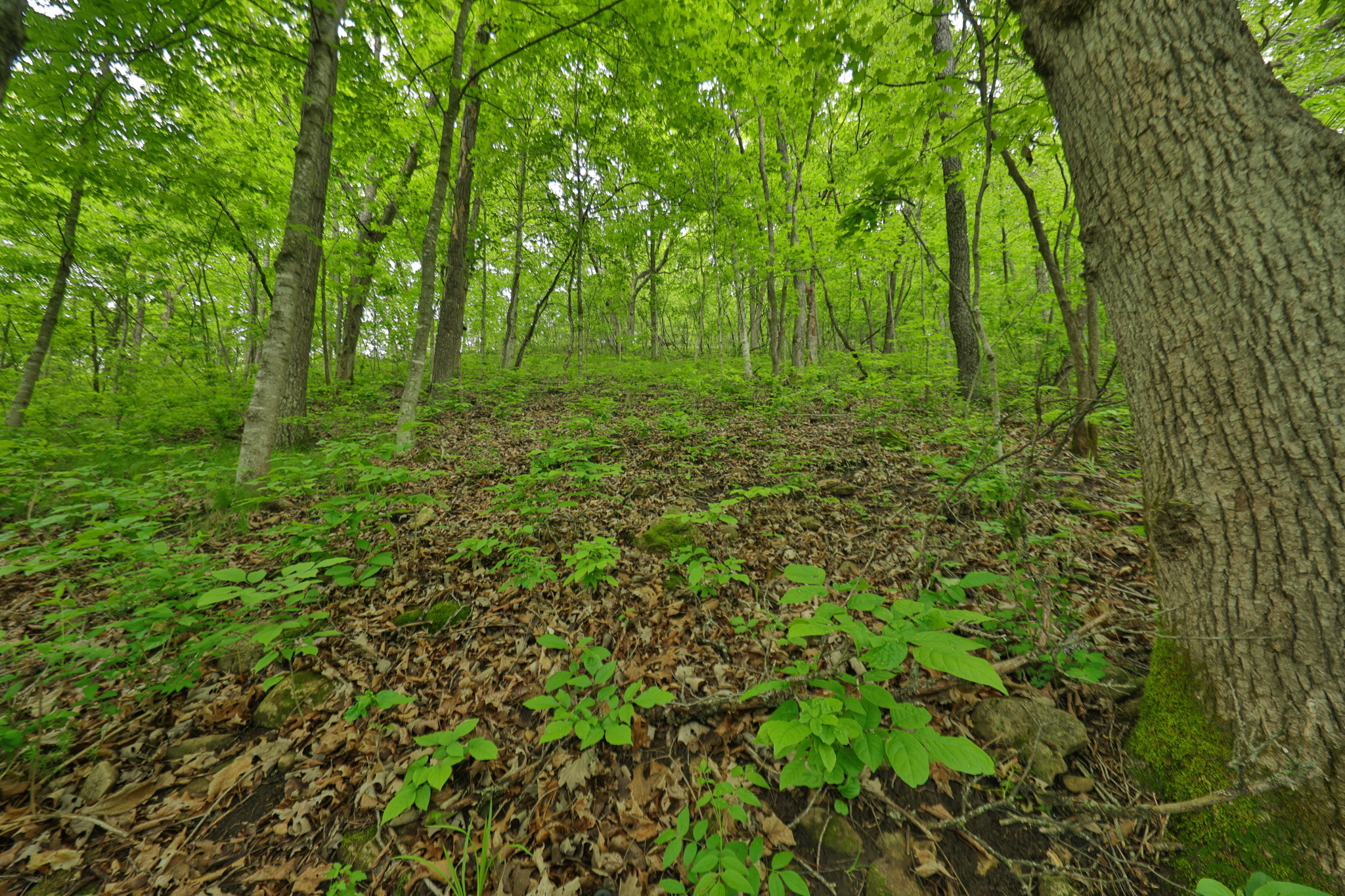 Rustic Cabin in the Woods for Sale in Vernon County, Wisconsin