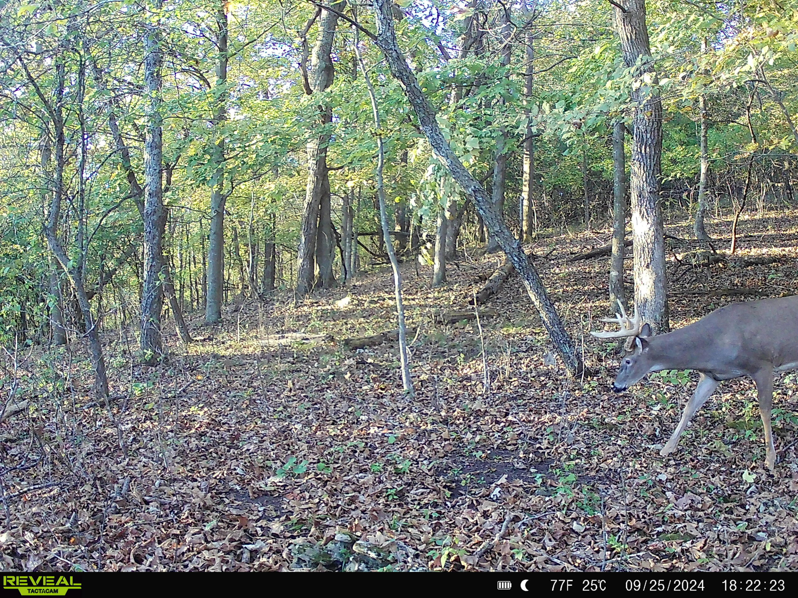 Rustic Cabin in the Woods for Sale in Vernon County, Wisconsin