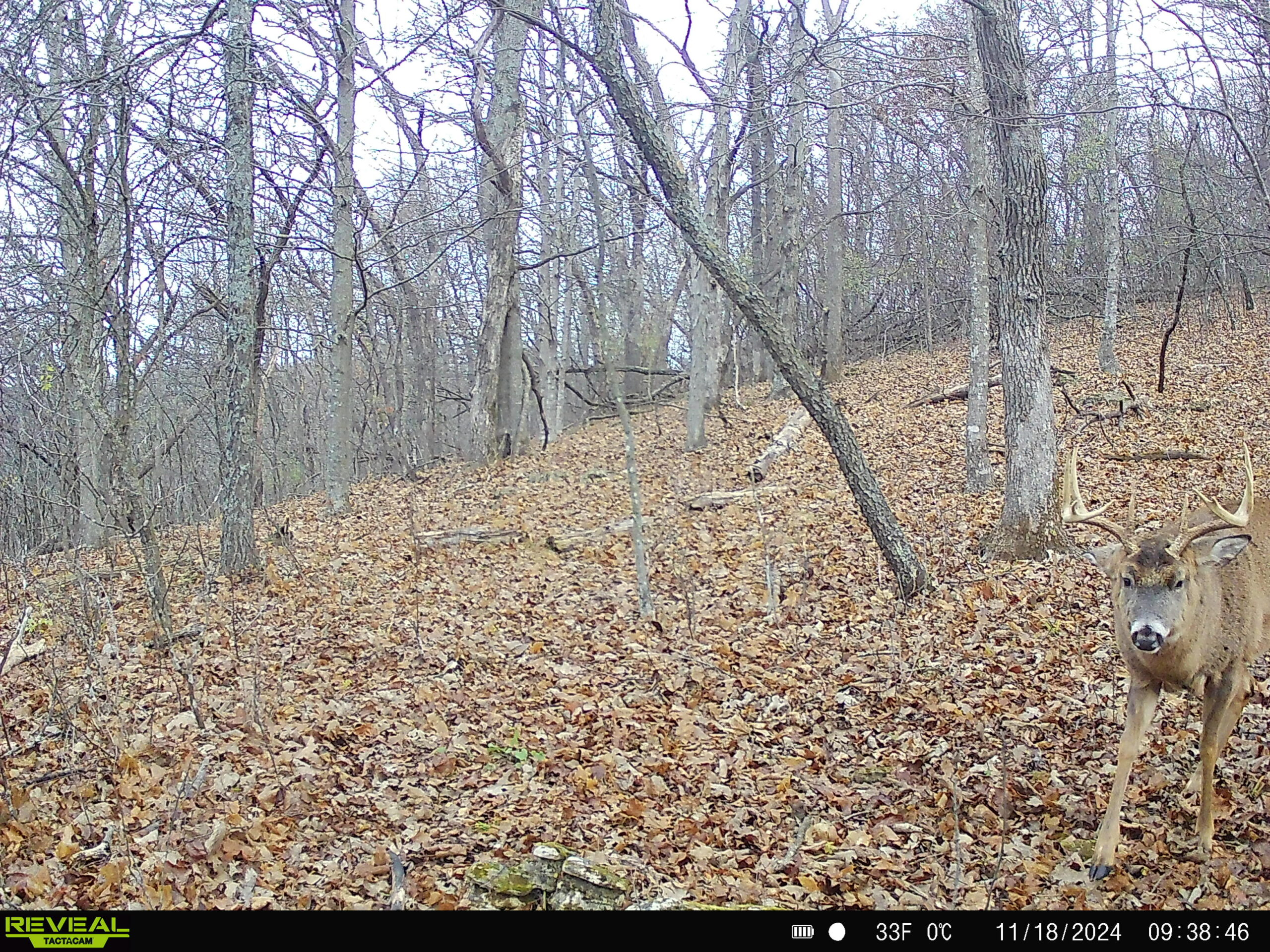 Rustic Cabin in the Woods for Sale in Vernon County, Wisconsin