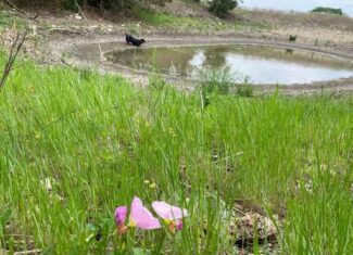 51.01 Acres for Sale in Gatesville, TX – Gated Entrance, Pond, and Stunning Views