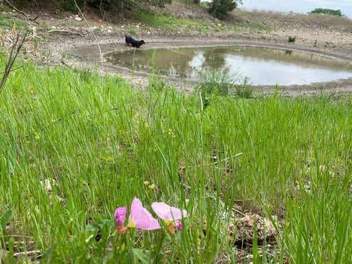 51.01 Acres for Sale in Gatesville, TX – Gated Entrance, Pond, and Stunning Views