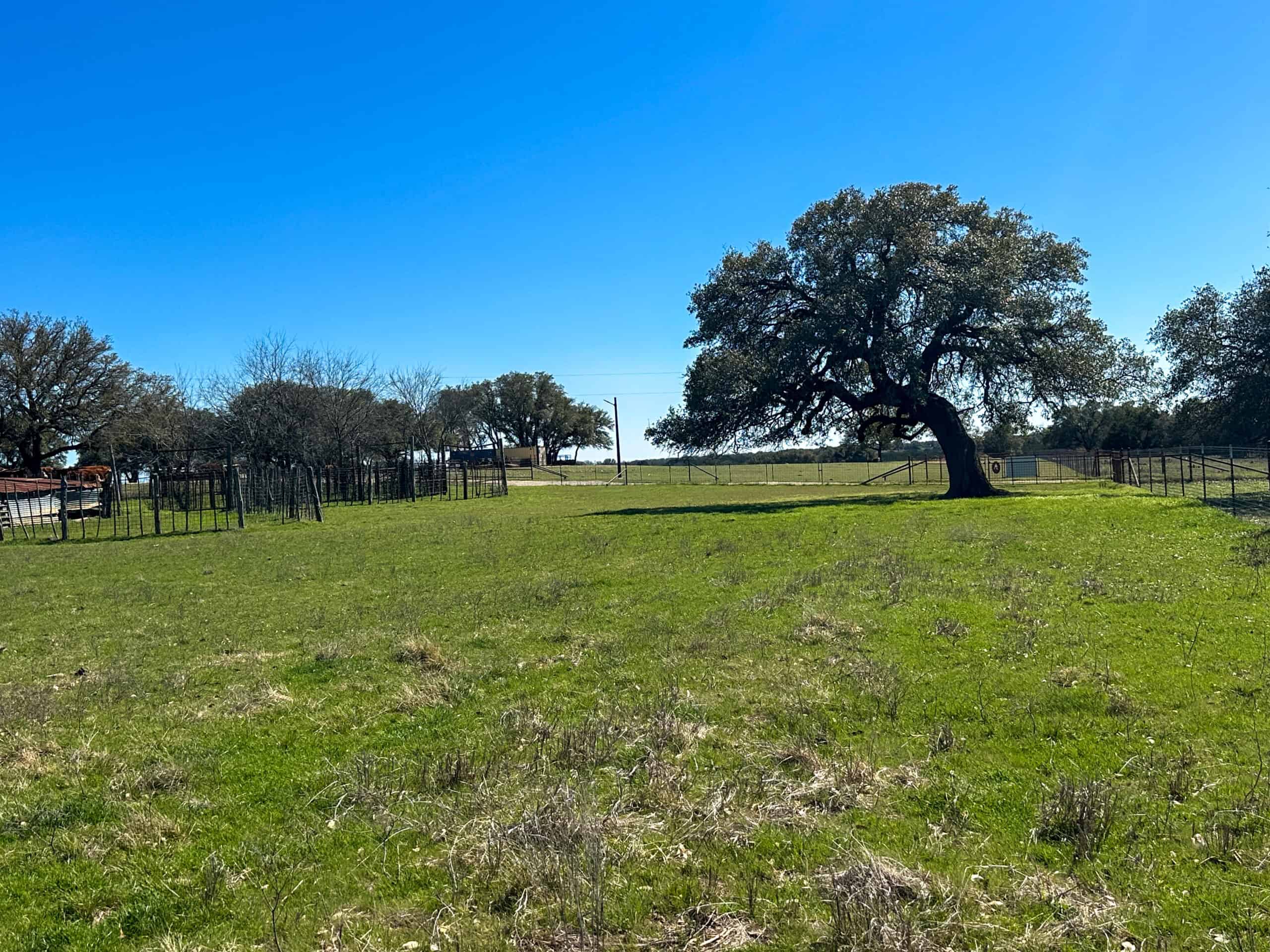 Serene 40 Acres in Central Texas