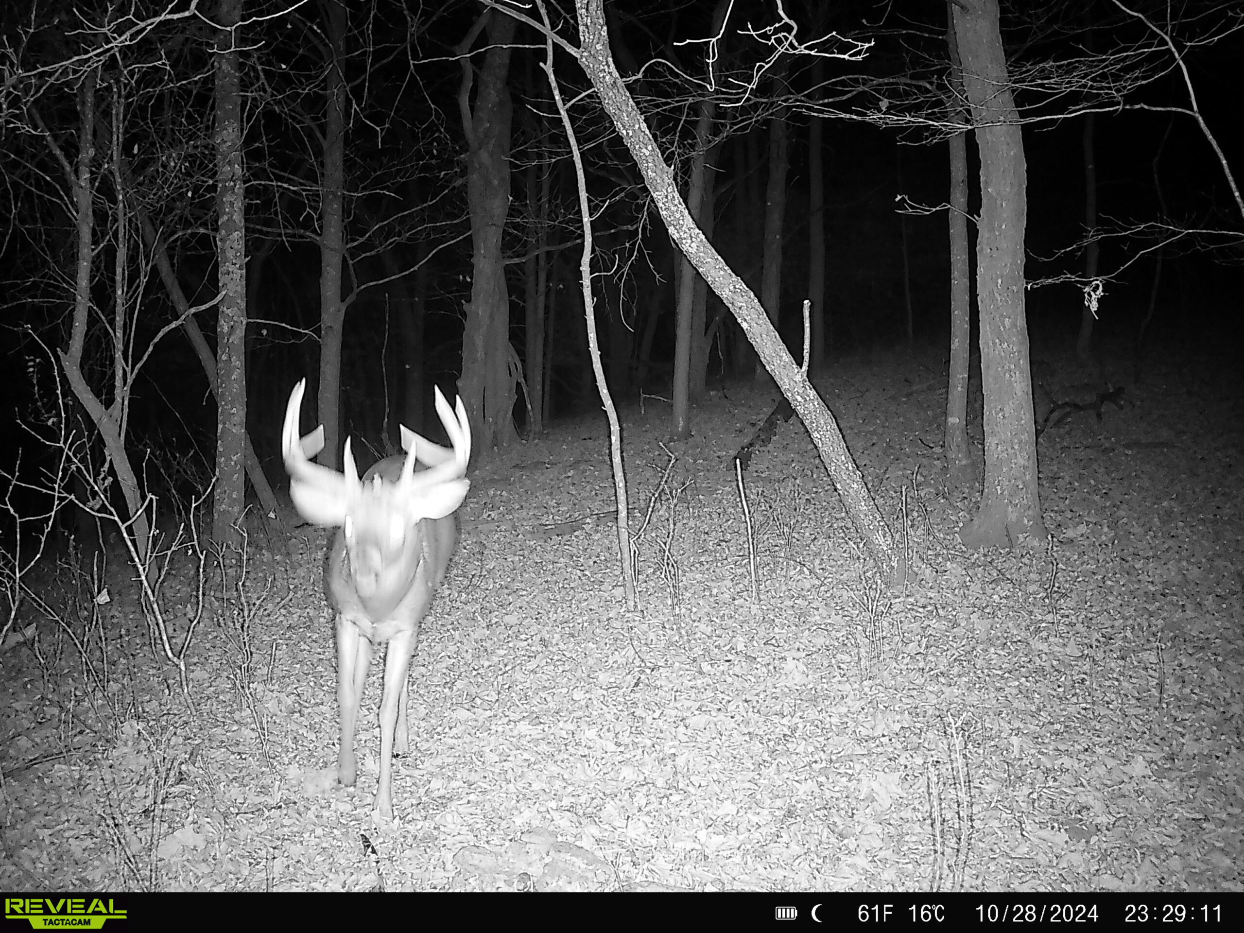 Rustic Cabin in the Woods for Sale in Vernon County, Wisconsin