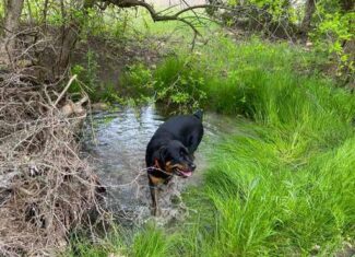 51.01 Acres for Sale in Gatesville, TX – Gated Entrance, Pond, and Stunning Views