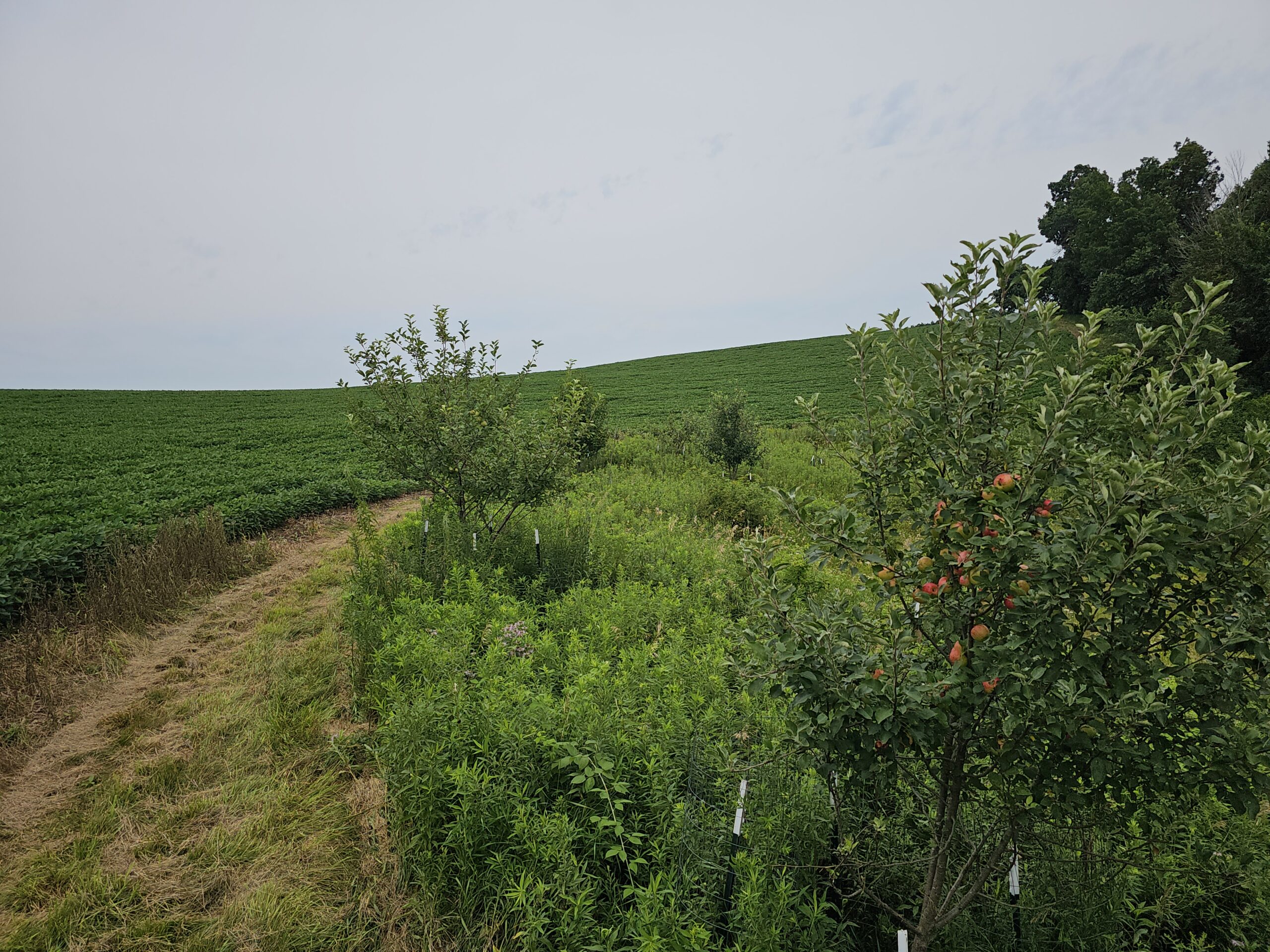 65-acre trophy whitetail and turkey hotspot