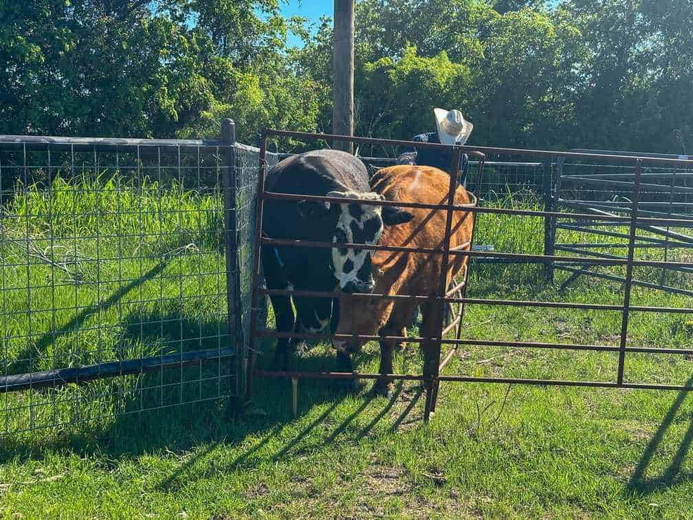 51.01 Acres for Sale in Gatesville, TX – Gated Entrance, Pond, and Stunning Views
