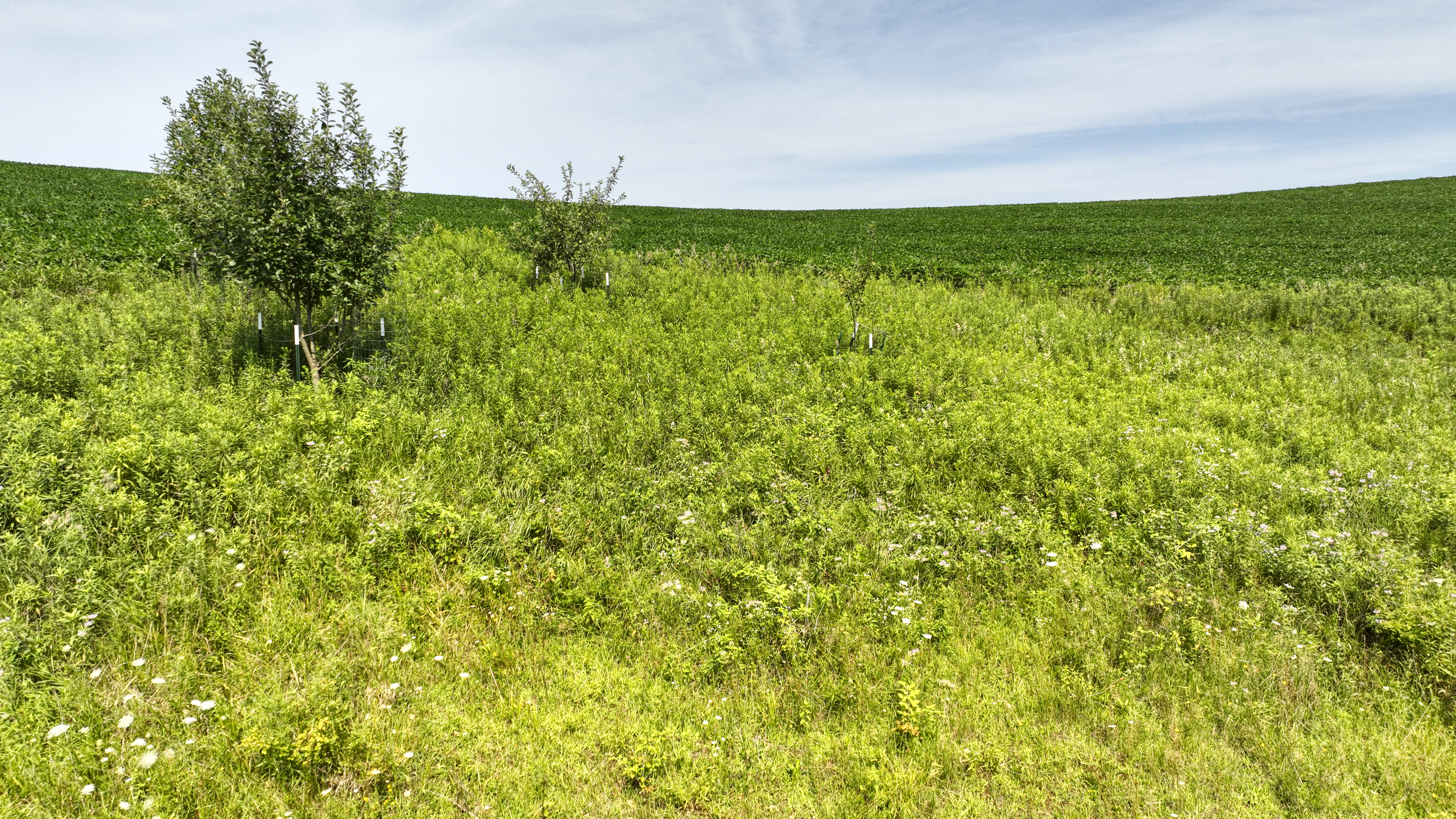 65-acre trophy whitetail and turkey hotspot