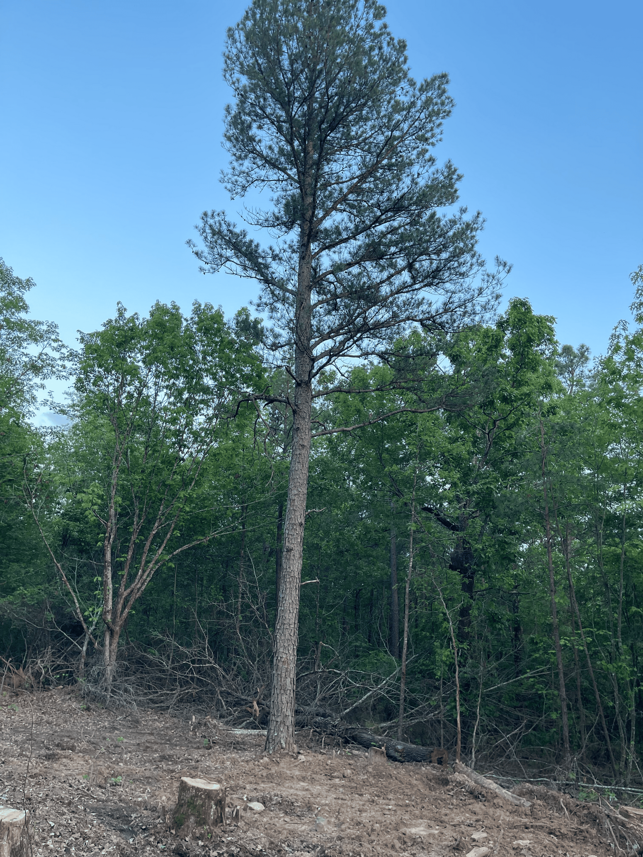 40 acres mol located just off of Wild Horse Trail in McCurtain, County, OK