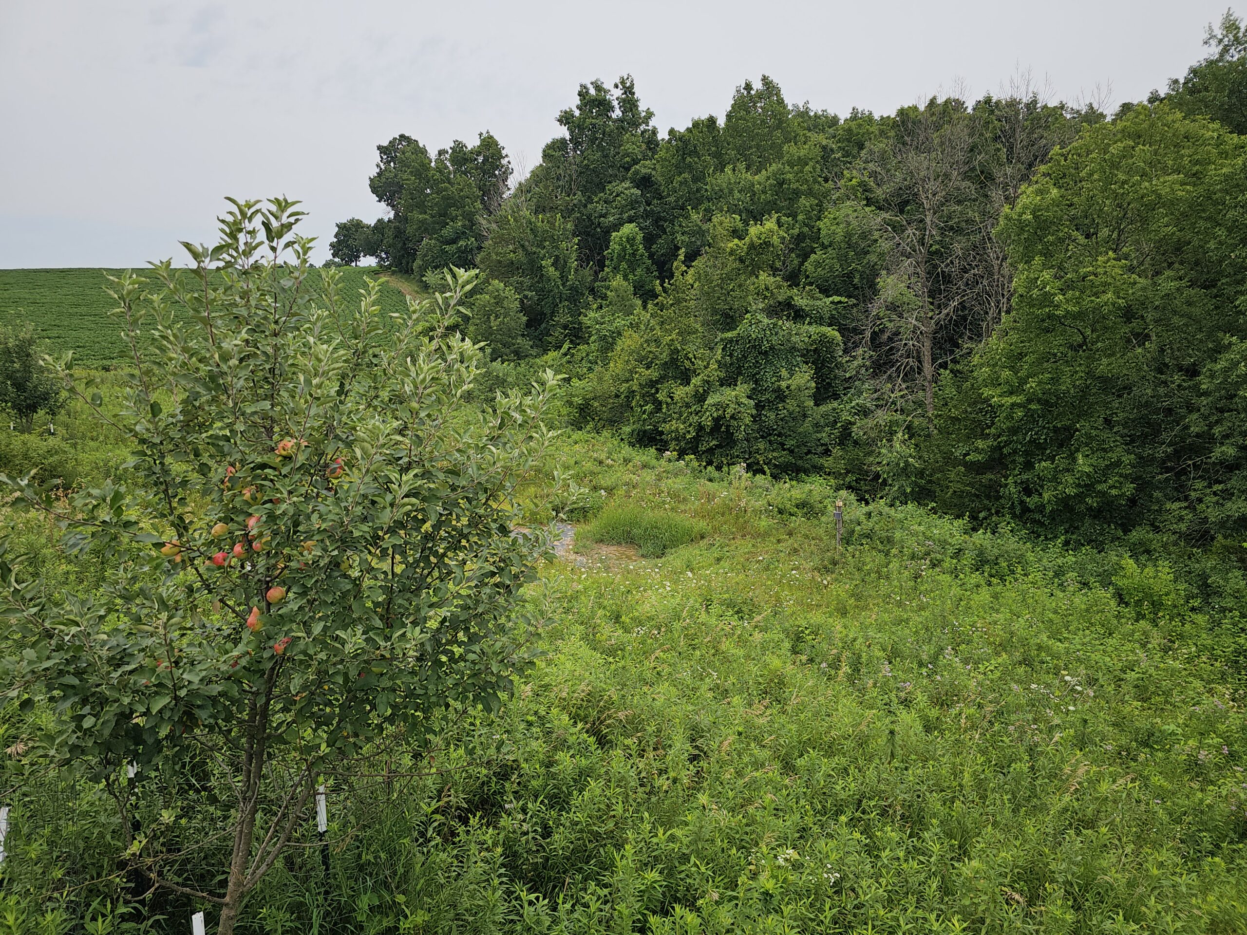 65-acre trophy whitetail and turkey hotspot