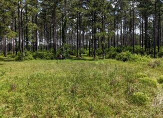 Turnkey Pike County, MS 70 Acres Hunting Property