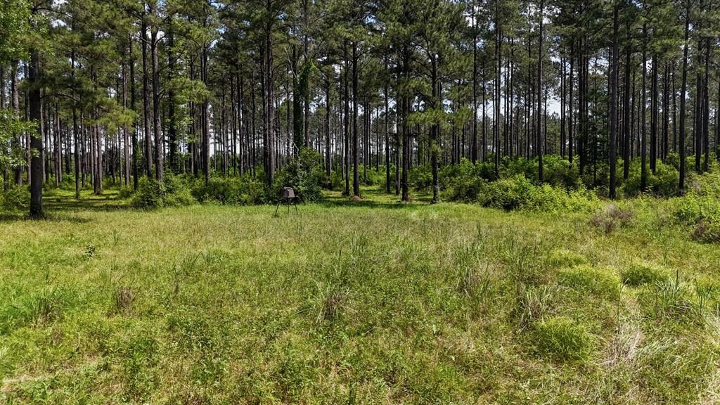 Turnkey Pike County, MS 70 Acres Hunting Property