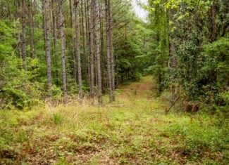 Hunting Property Homochitto Nat’l Forest Wilkinson Co MS