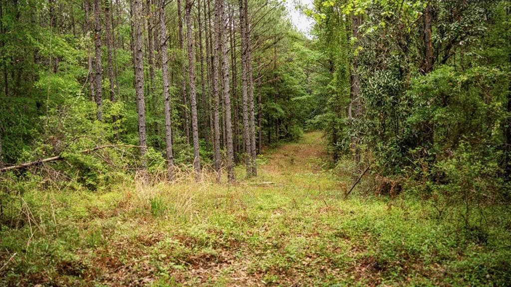 Hunting Property Homochitto Nat’l Forest Wilkinson Co MS