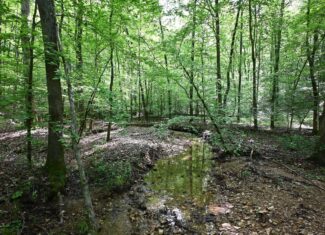LAND FOR SALE IN TN, 95 AC+/-, CREEKS, HARDWOODS, HUNTING