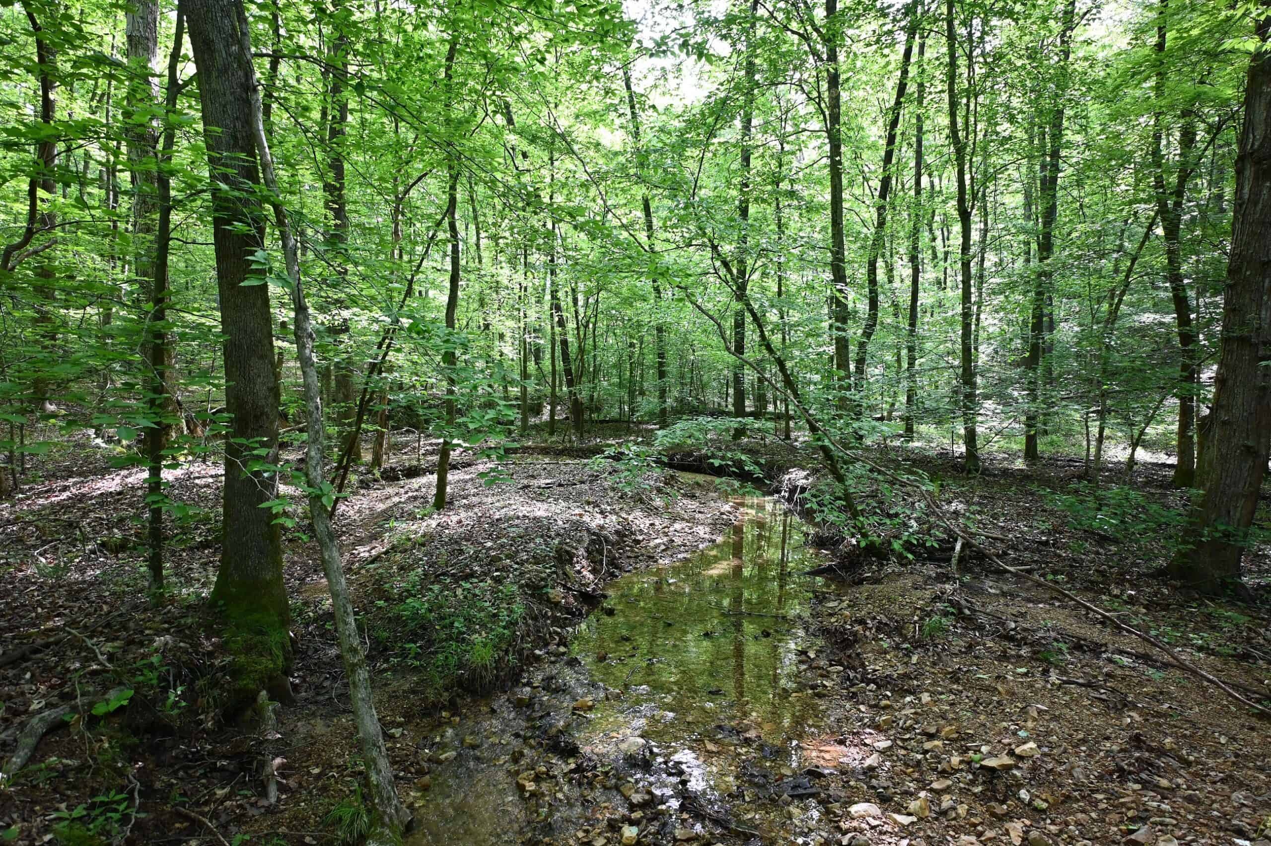 LAND FOR SALE IN TN, 95 AC+/-, CREEKS, HARDWOODS, HUNTING