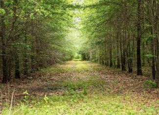 Hunting Land for Sale Morehouse Parish, LA