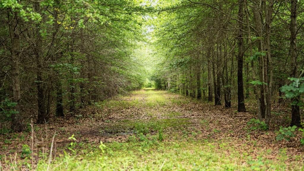 Hunting Land for Sale Morehouse Parish, LA