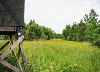 Hunting Land in Mousehouse Parish Near Bastrop, LA