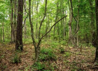 Hunting Land in Mousehouse Parish Near Bastrop, LA