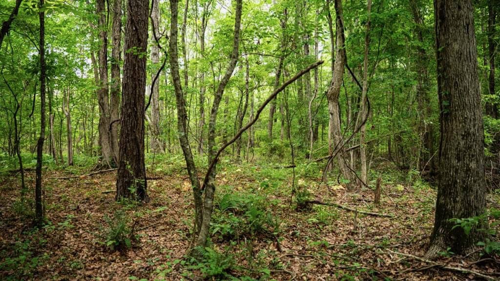 Hunting Land in Mousehouse Parish Near Bastrop, LA