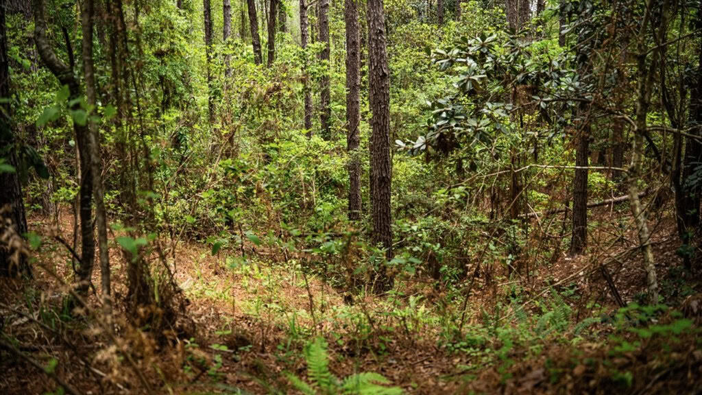 Hunting Property Homochitto Nat’l Forest Wilkinson Co MS