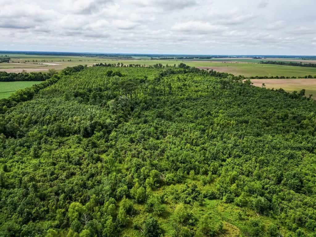 Hunting Land for Sale Morehouse Parish, LA