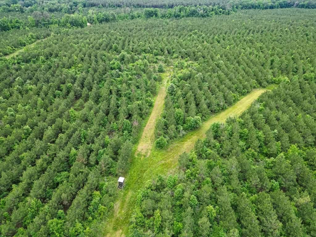Hunting Land in Mousehouse Parish Near Bastrop, LA