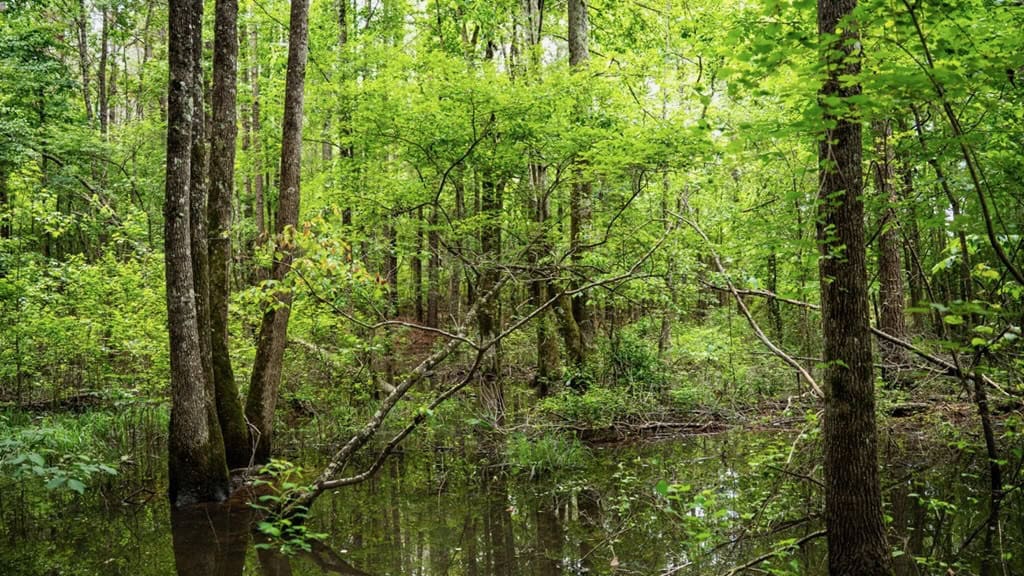 Hunting Land in Mousehouse Parish Near Bastrop, LA