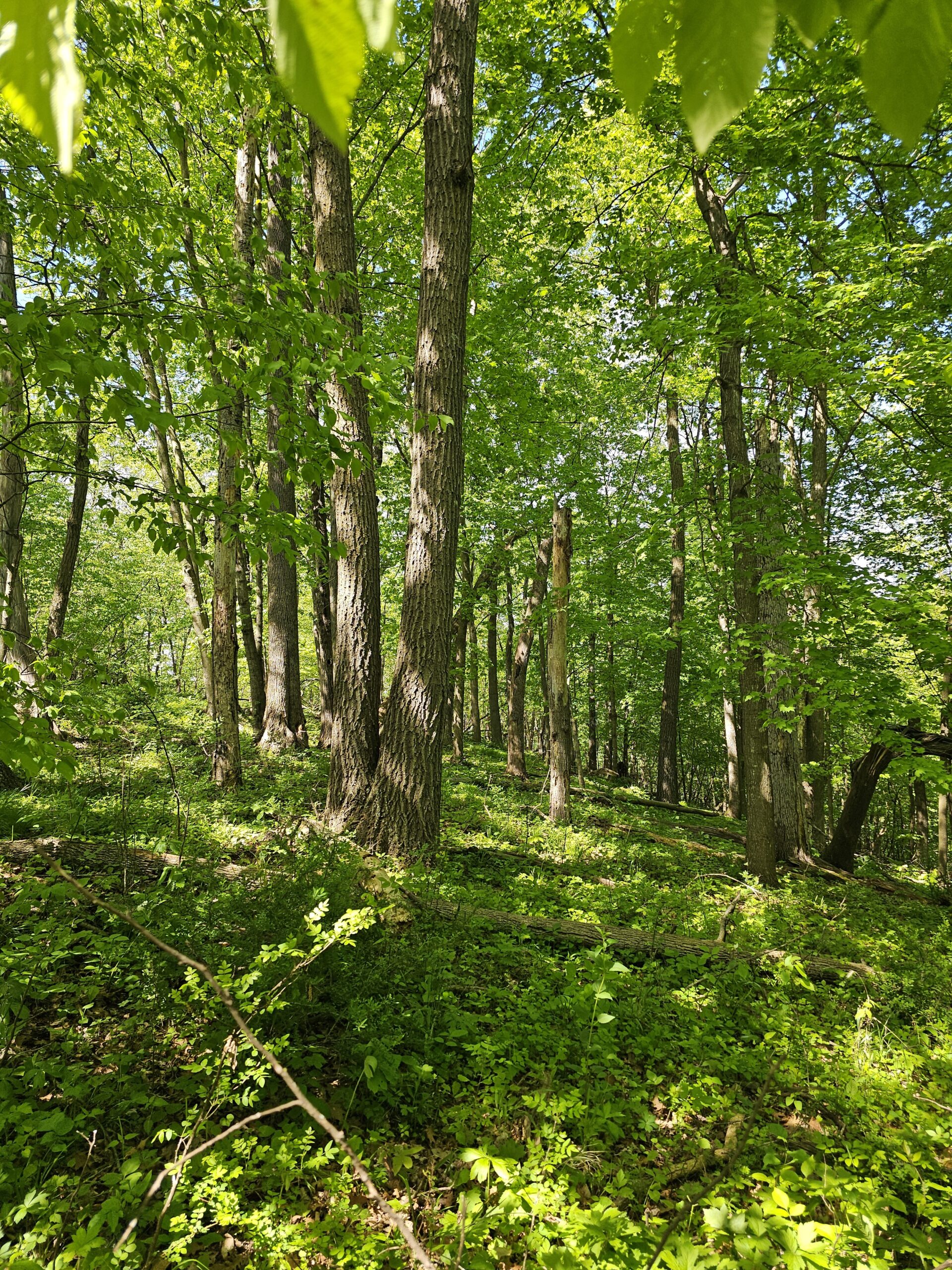65-acre trophy whitetail and turkey hotspot