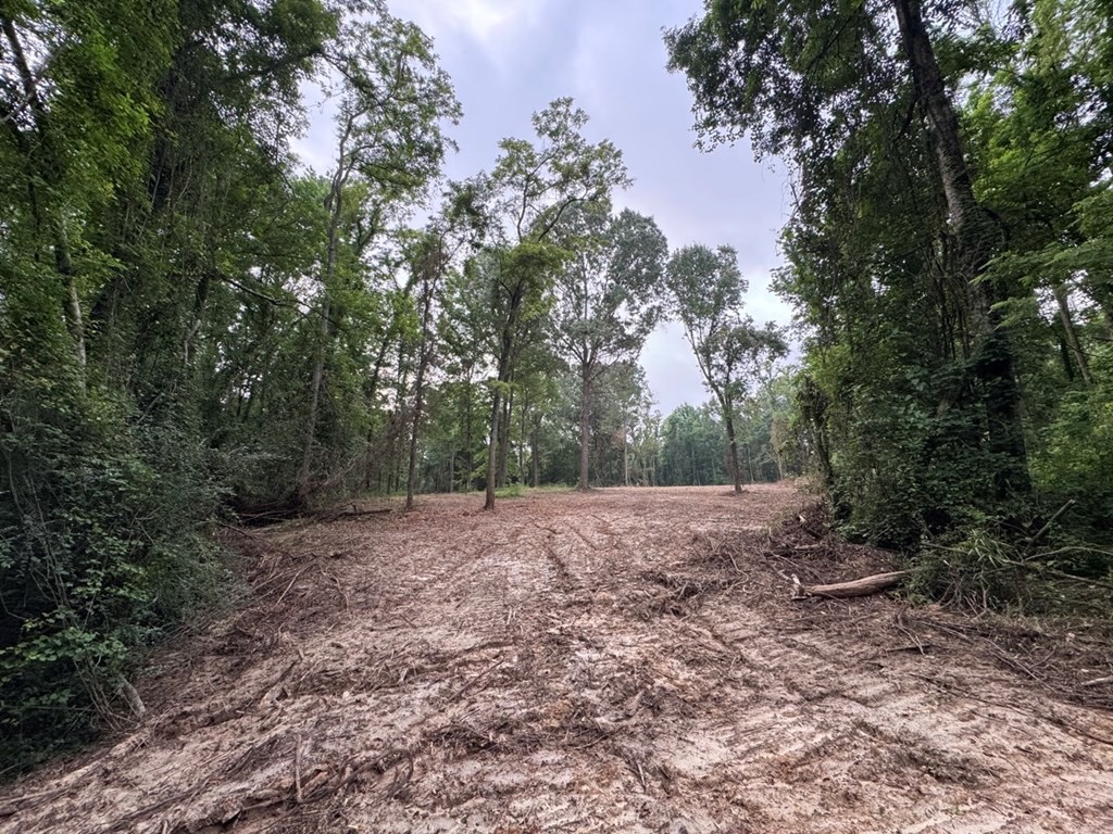 Hamburg 41: Hunting Land for Sale in Roxie, Mississippi