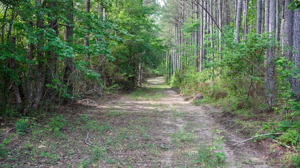 South Mississippi Hunting Paradise for Sale Amite County,MS