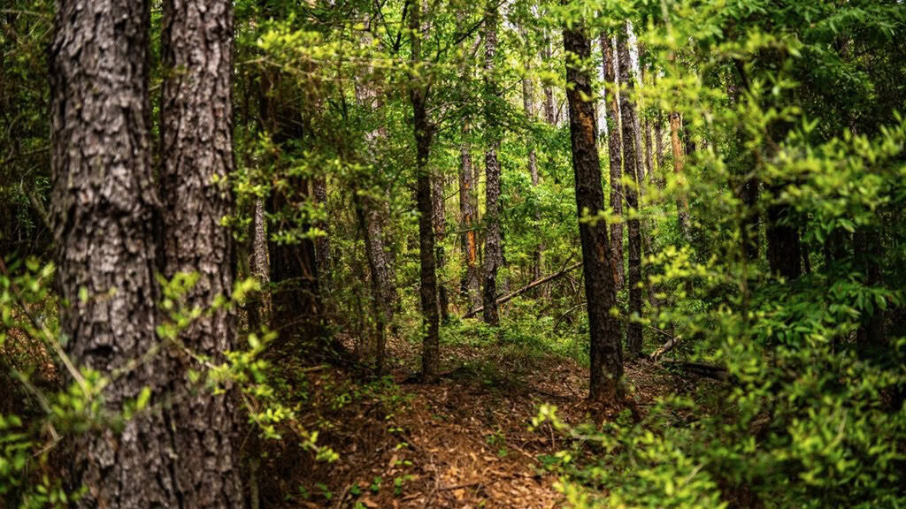 Hunting Property Homochitto Nat’l Forest Wilkinson Co MS