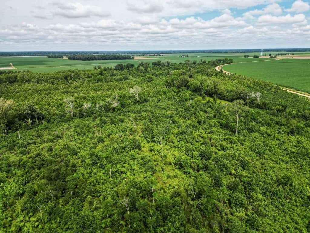 Hunting Land for Sale Morehouse Parish, LA