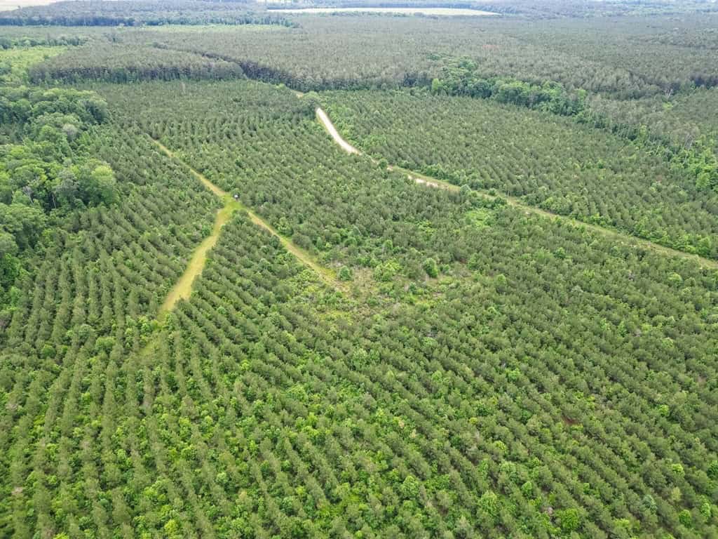 Hunting Land in Mousehouse Parish Near Bastrop, LA