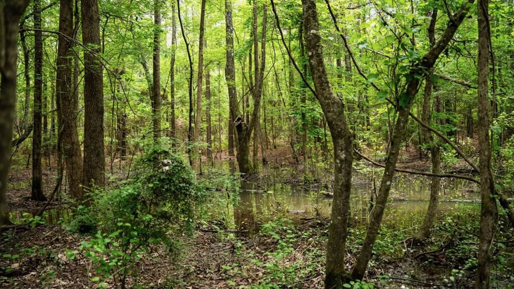 Hunting Land in Mousehouse Parish Near Bastrop, LA
