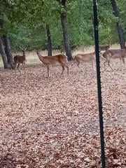 32-Acre Live Water Property with Leon River Frontage in Gatesville, TX