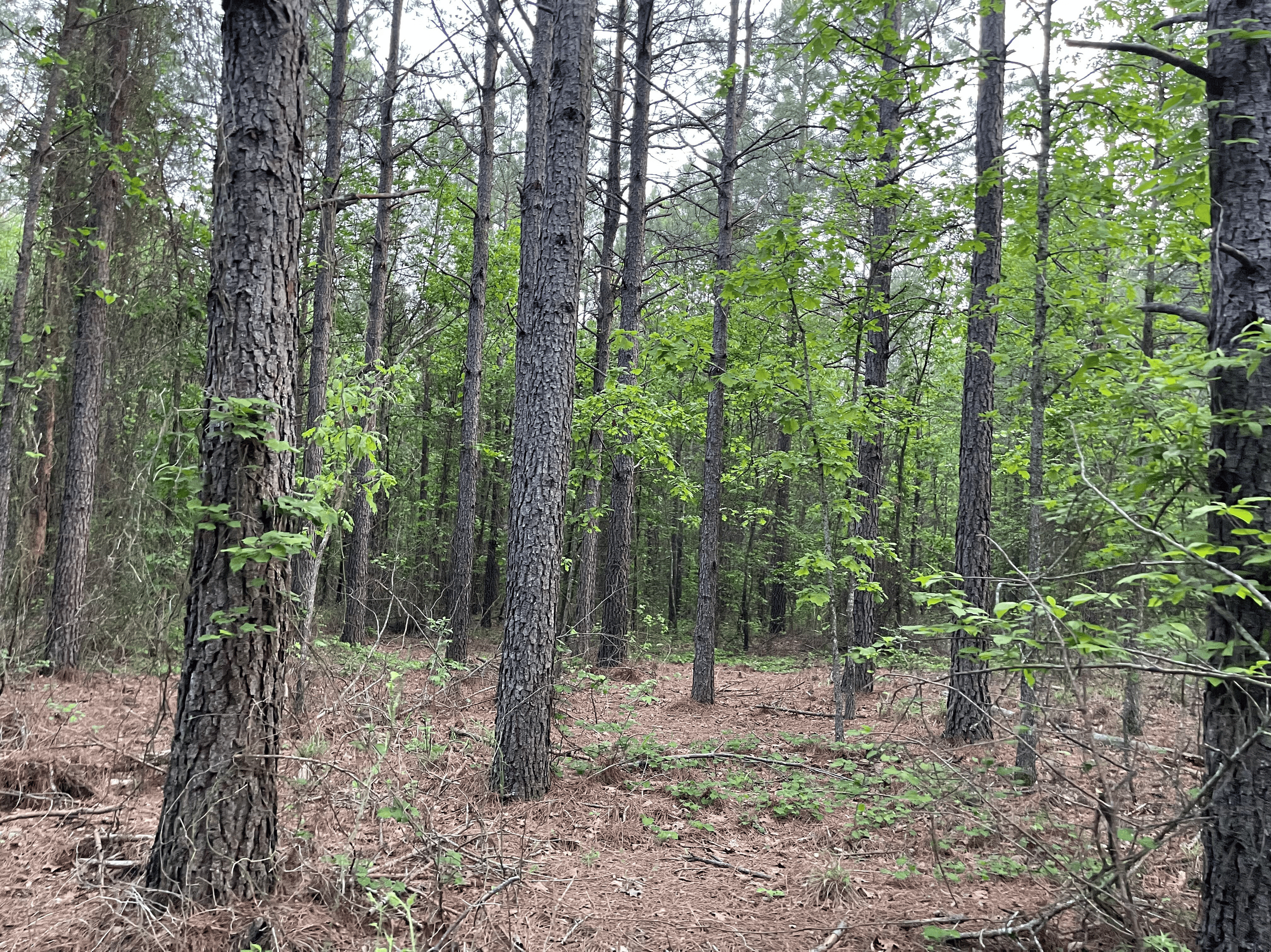 40 acres mol located just off of Wild Horse Trail in McCurtain, County, OK