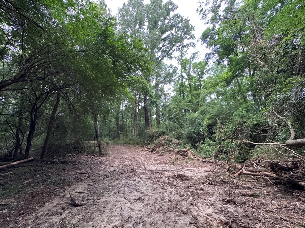 Hamburg 41: Hunting Land for Sale in Roxie, Mississippi