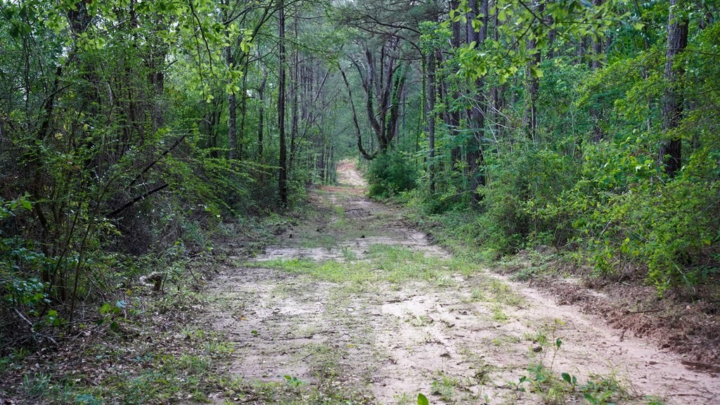 South Mississippi Hunting Paradise for Sale Amite County,MS