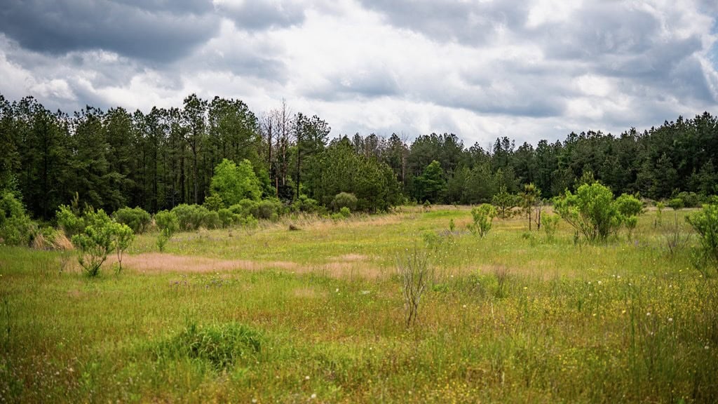 Homochitto Natl Forest Hunting Property Wilkinson Co, MS
