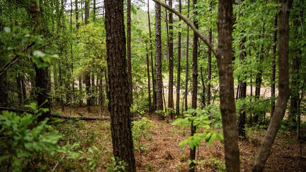 Hunting Property Homochitto Nat’l Forest Wilkinson Co MS