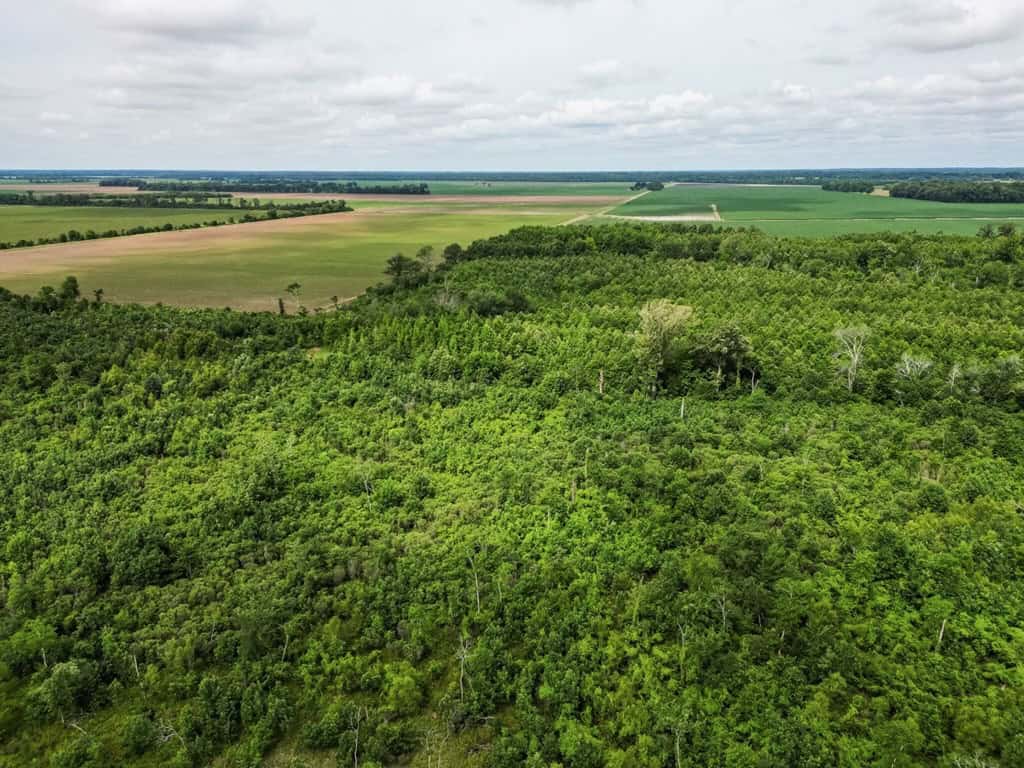 Hunting Land for Sale Morehouse Parish, LA