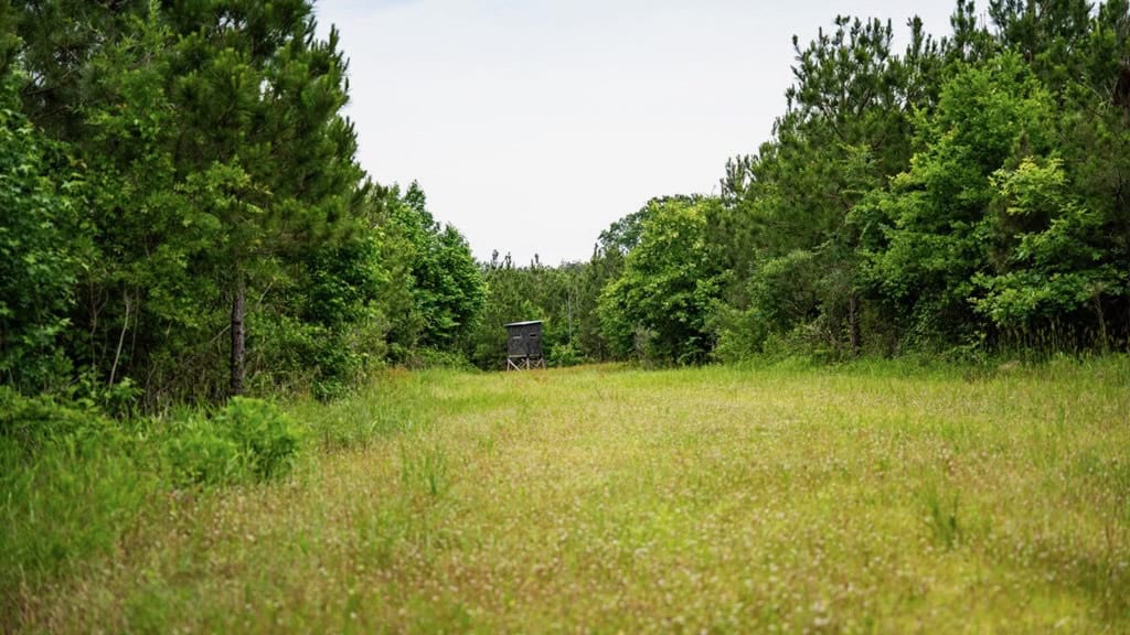 Hunting Land in Mousehouse Parish Near Bastrop, LA