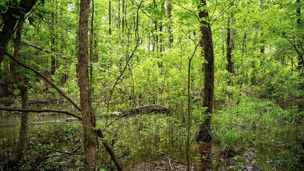 Hunting Land in Mousehouse Parish Near Bastrop, LA
