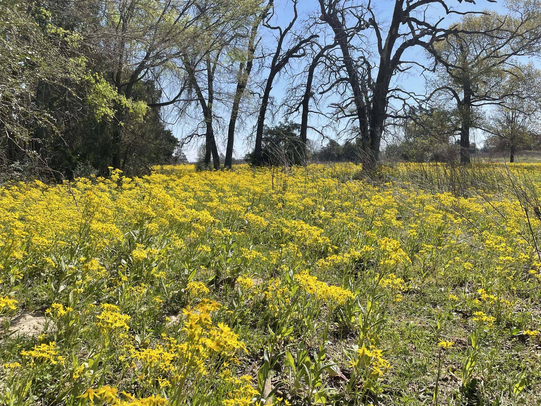 Recreational Ranch North of Houston near Grapeland TX