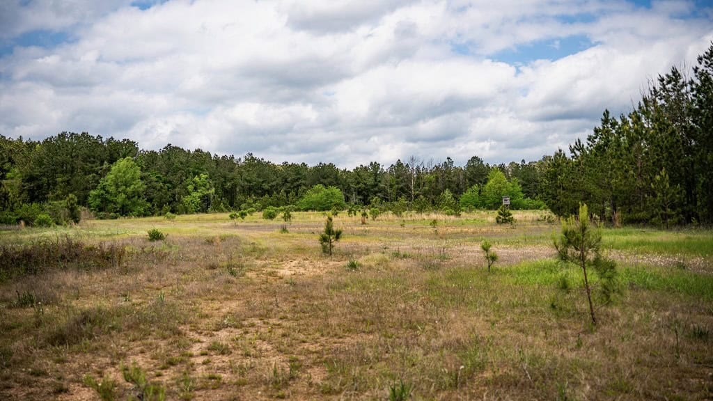 Homochitto Natl Forest Hunting Property Wilkinson Co, MS