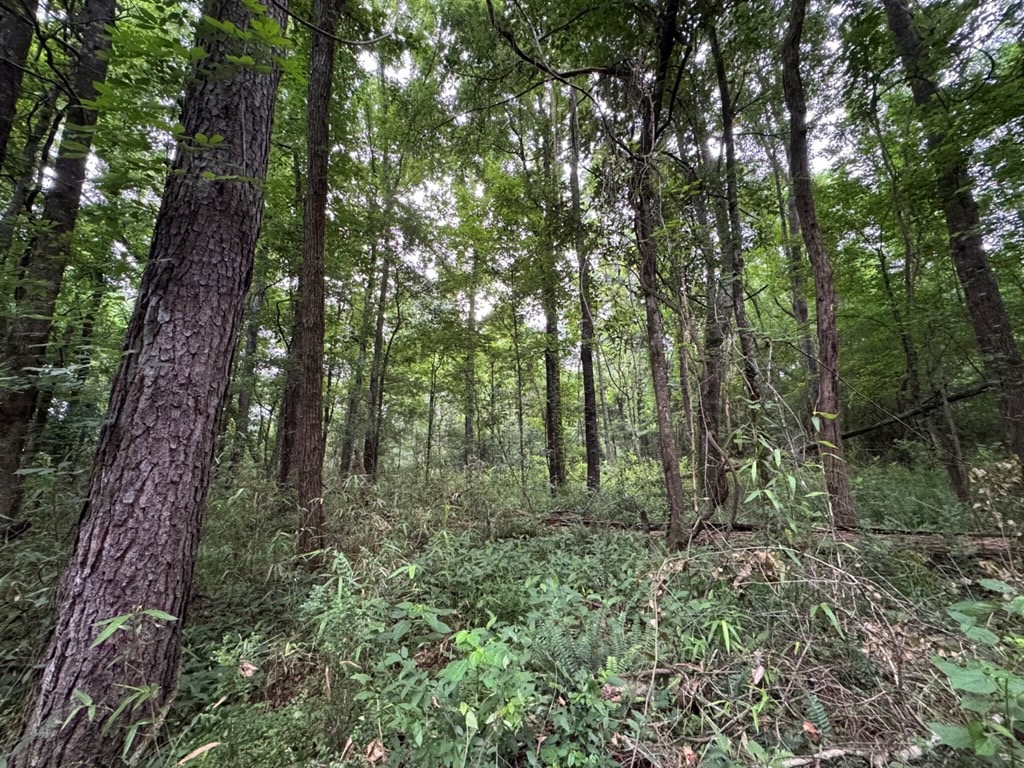 Hamburg 41: Hunting Land for Sale in Roxie, Mississippi